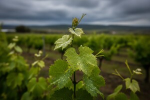 Obavijest vinogradarima!