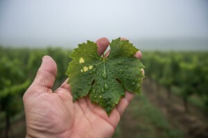 Obavijest vinogradarima!