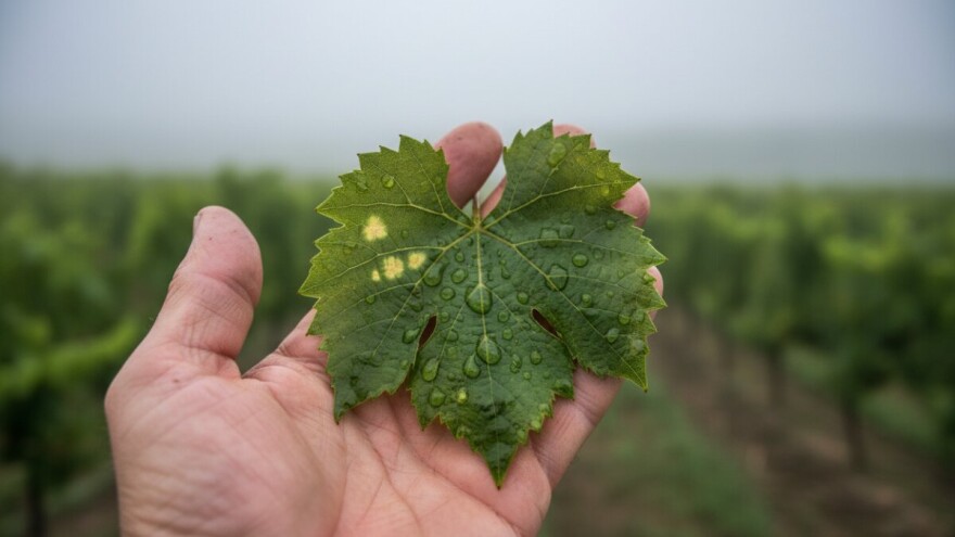 Obavijest vinogradarima!