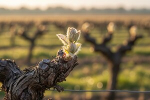 Obavijest vinogradarima!