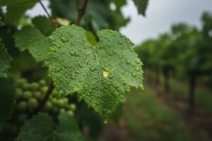 Obavijest vinogradarima