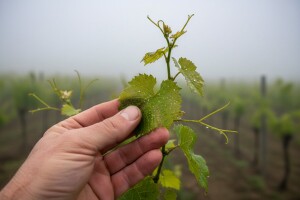 Obavijest vinogradarima!