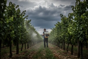 Obavijest vinogradarima