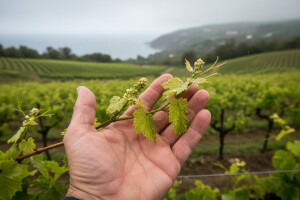 Obavijest vinogradarima