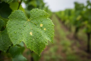 Obavijest vinogradarima!