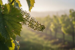 Obavijest vinogradarima!