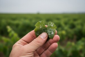 Obavijest vinogradarima!