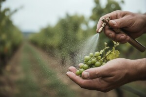 Obavijest vinogradarima!