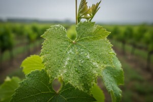 Obavijest vinogradarima!