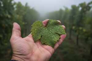 Obavijest vinogradarima!