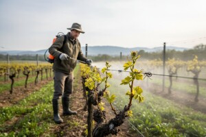 Obavijest vinogradarima o drugoj mjeri zaštite vinove loze!