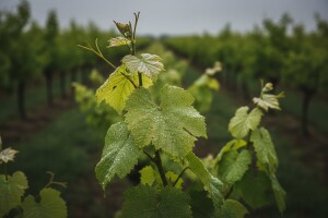 Obavijest vinogradarima o mjerama zaštite vinove loze sredinom svibnja