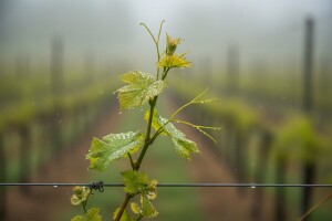 Obavijest vinogradarima o zaštiti vinove loze