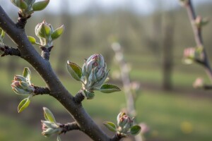 Obavijest vlasnicima jabuka i krušaka
