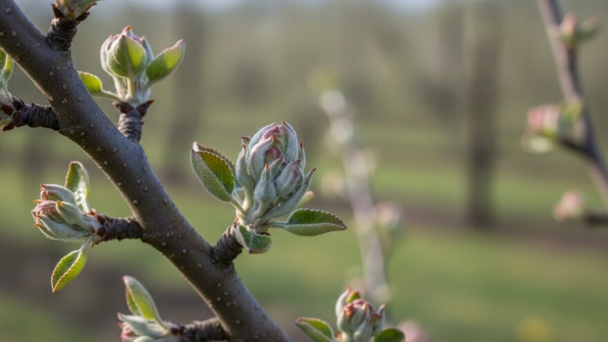 Obavijest vlasnicima jabuka i krušaka