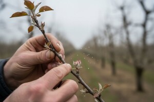 Obavijest  vlasnicima jabuka i krušaka