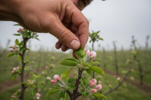 Obavijest vlasnicima jabuka i krušaka