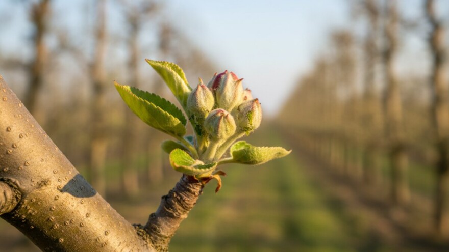 Obavijest vlasnicima jabuka i krušaka