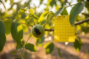 Obavijest vlasnicima nasada oraha