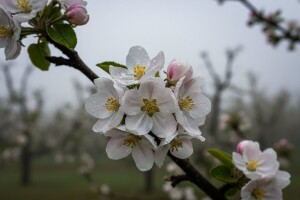 Obavijest vlasnicima plantažnih nasada jabuka i krušaka!