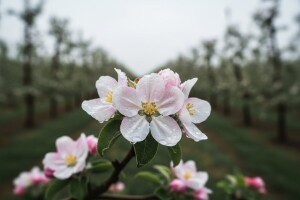 Obavijest vlasnicima plantažnih nasada jabuka i krušaka!