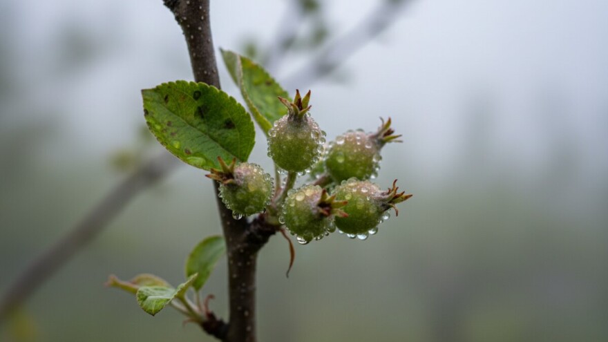 Obavijest vlasnicima plantažnih nasada jabuka i krušaka!