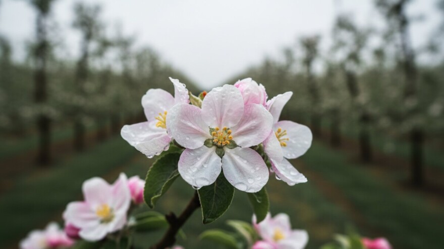 Obavijest vlasnicima plantažnih nasada jabuka i krušaka!
