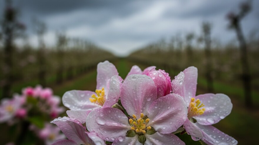 Obavijest voćarima!