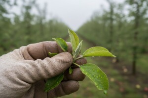 Obavijest voćarima!