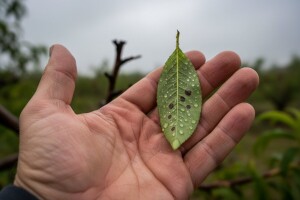 Obavijest voćarima!