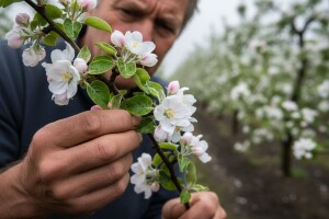 Obavijest voćarima!