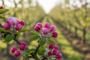 Obavijest voćarima!