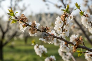 Obavijest voćarima!