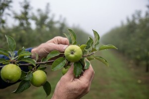 Obavijest voćarima!