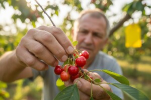 Obavijest voćarima!