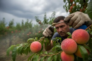 Obavijest voćarima!