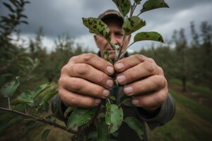 Obavijest voćarima!