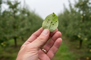 Obavijest voćarima!