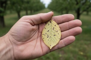 Obavijest voćarima!