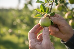 Obavijest voćarima!