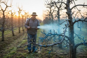 Obavijest voćarima o provedbi zaštite