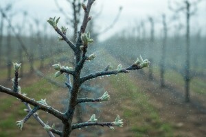 Obavijest voćarima o provedbi zaštite