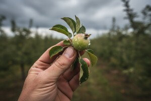 Obavijest voćarima o zaštiti jabuka!