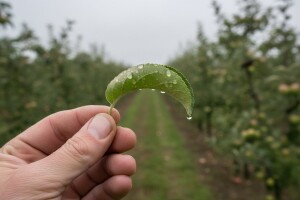Obavijest voćarima o zaštiti jabuke!