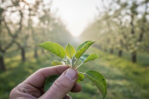 Obavijest voćarima o zaštiti jabuke i šljive!