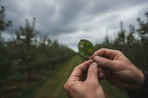 Obavijest voćarima o zaštiti kruške i jabuke!