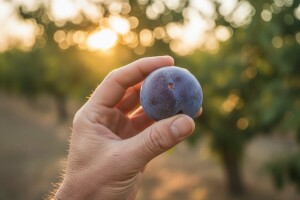 Obavijest za koštičavo voće!