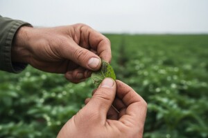 Obavijest za povrtlare!