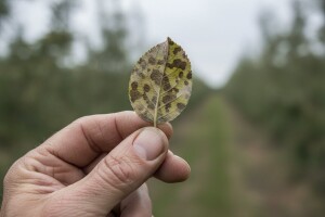 Obavijest za voćare