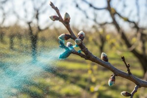 Obavite plavo prskanje na koštićavom voću